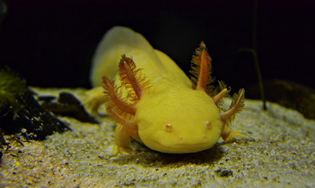 yellow axolotl