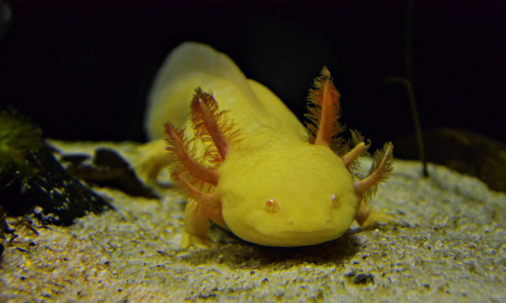 Why Axolotls are Slowly Disappearing - A-Z Animals