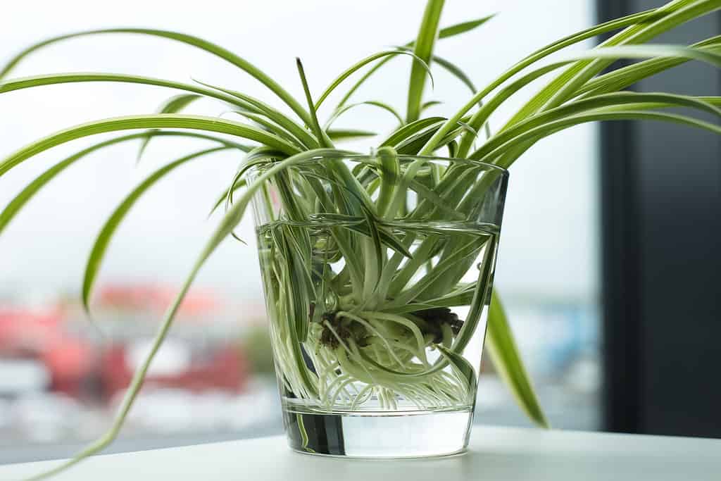 A group of spider plant cuttings soaking in a glass of water