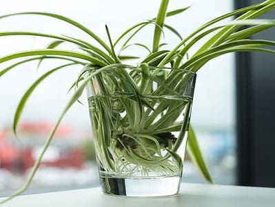 A How to Propagate Spider Plants: 4 Simple Steps