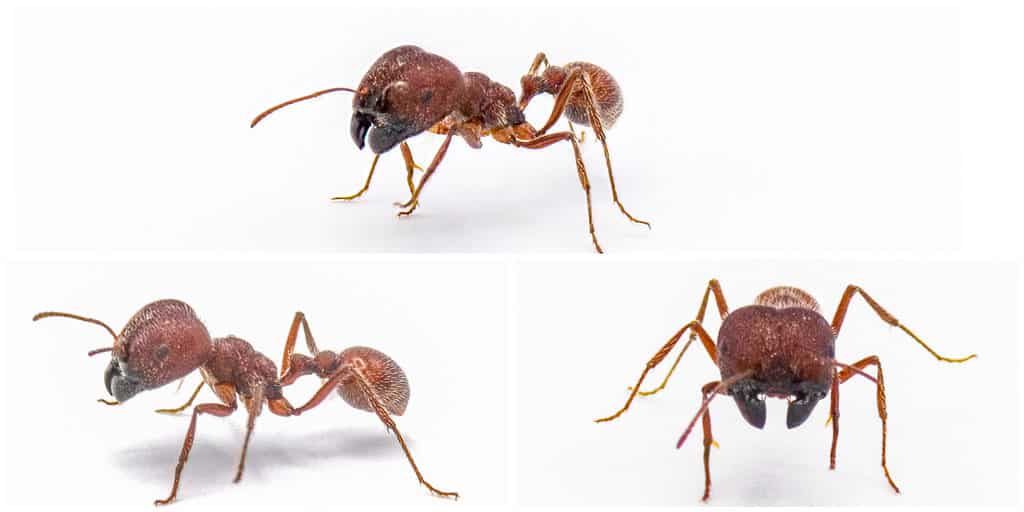 Florida harvester ant