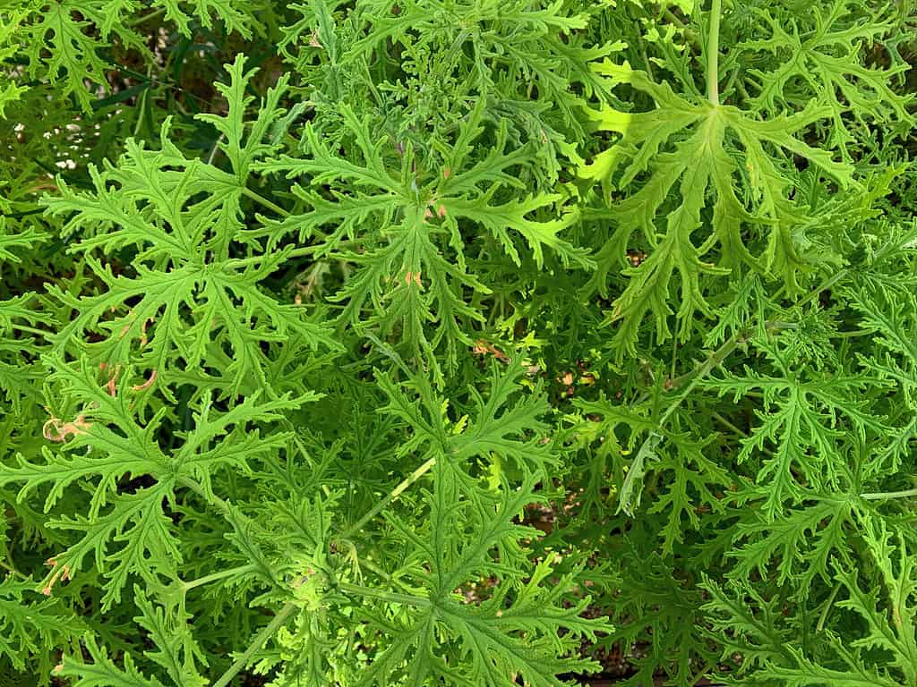 Citronella plant maple leaf shaped leaves