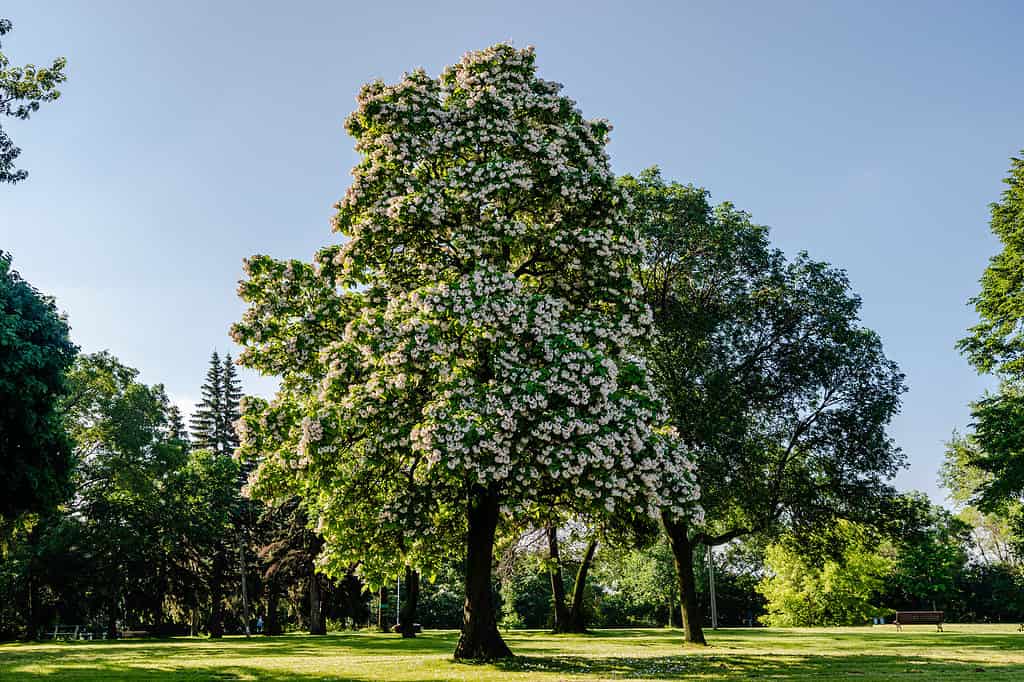 Northern Catalpa (Catalpa speciosa) native to Ohio