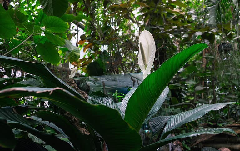 A large blooming peace lily in a greenhouse
