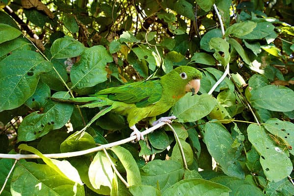 A white-eyed parakeet perching on green tree twig on a sunny day