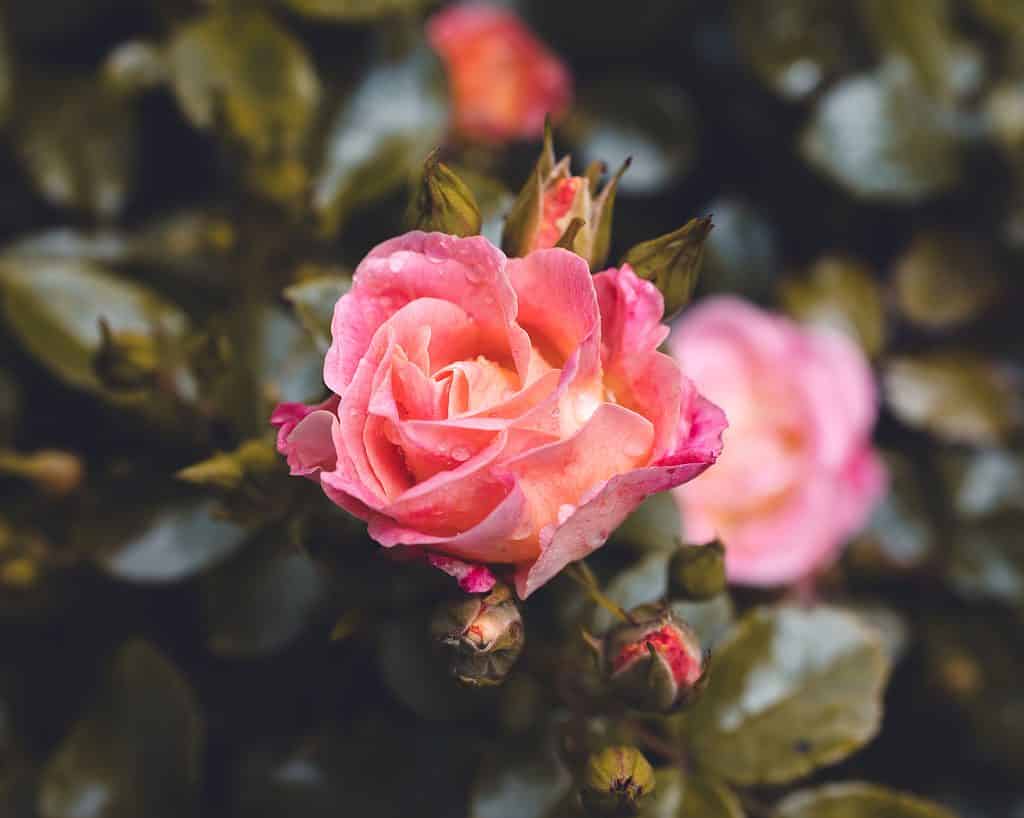 A closeup of a pink hybrid tea rose growing in a garden
