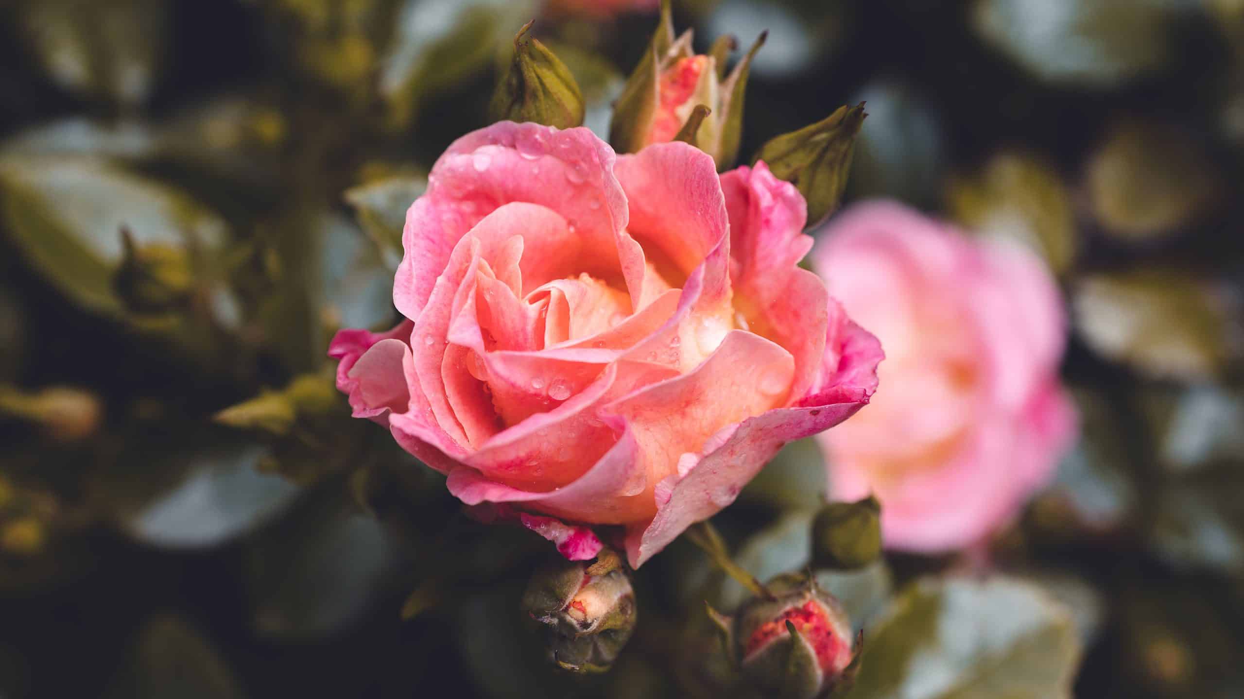 9 Types Of Colorful Hybrid Tea Roses - AZ Animals