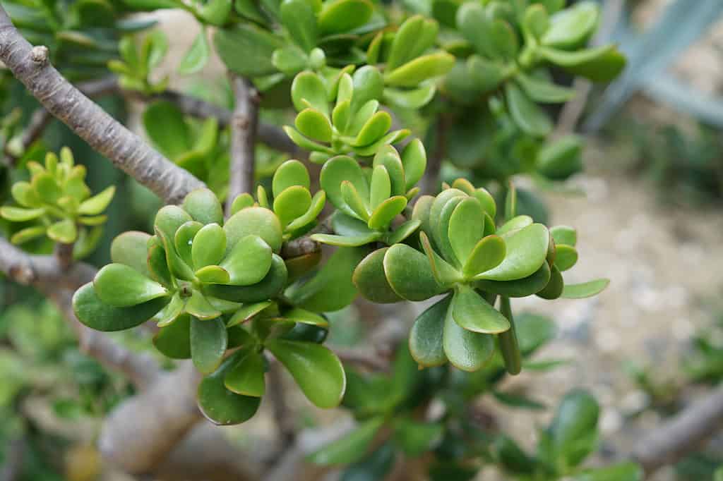 A closeup of Crassula ovata, commonly known as jade plant, lucky plant, money plant or money tree.