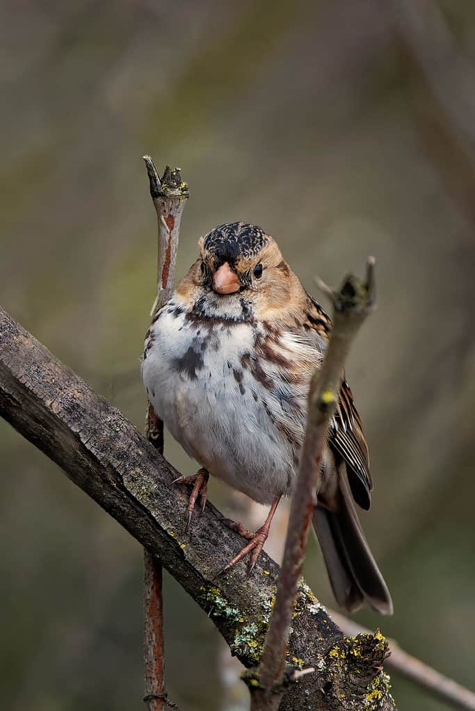 Rustic bunting