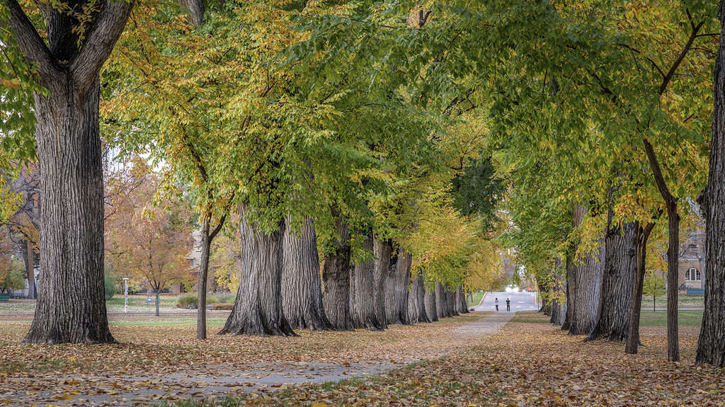 American elm (Ulmus americana) trees