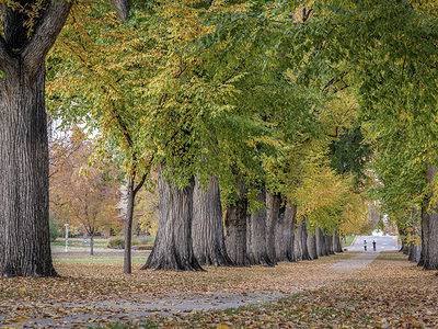 A Beware of These 8 Pitfalls That Come With Planting an Elm Tree