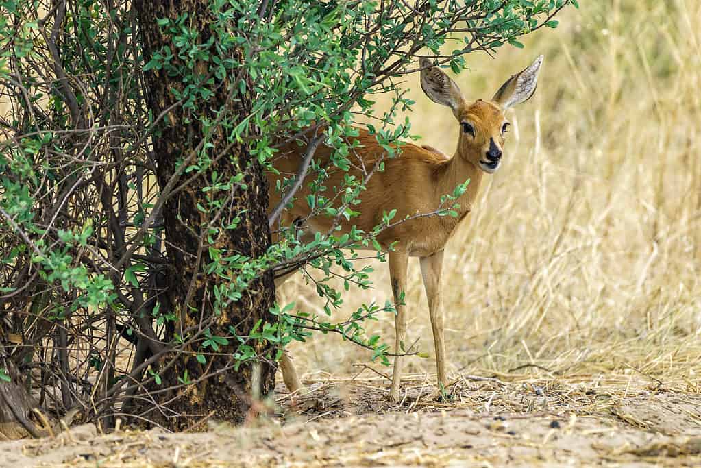 Steenbok