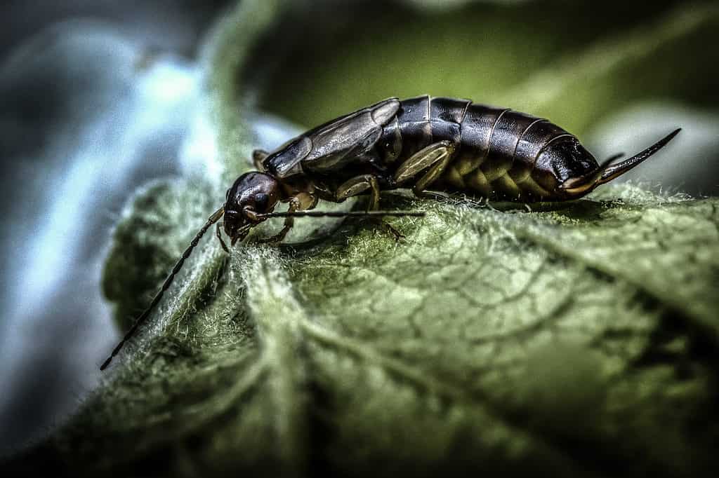 10 Bugs That Look Like Earwigs - A-Z Animals