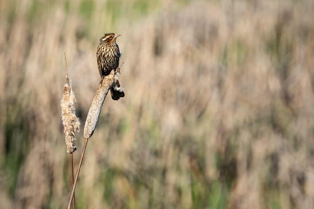 saltmarsh sparrow