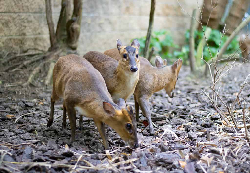 Vietnam mouse-deer