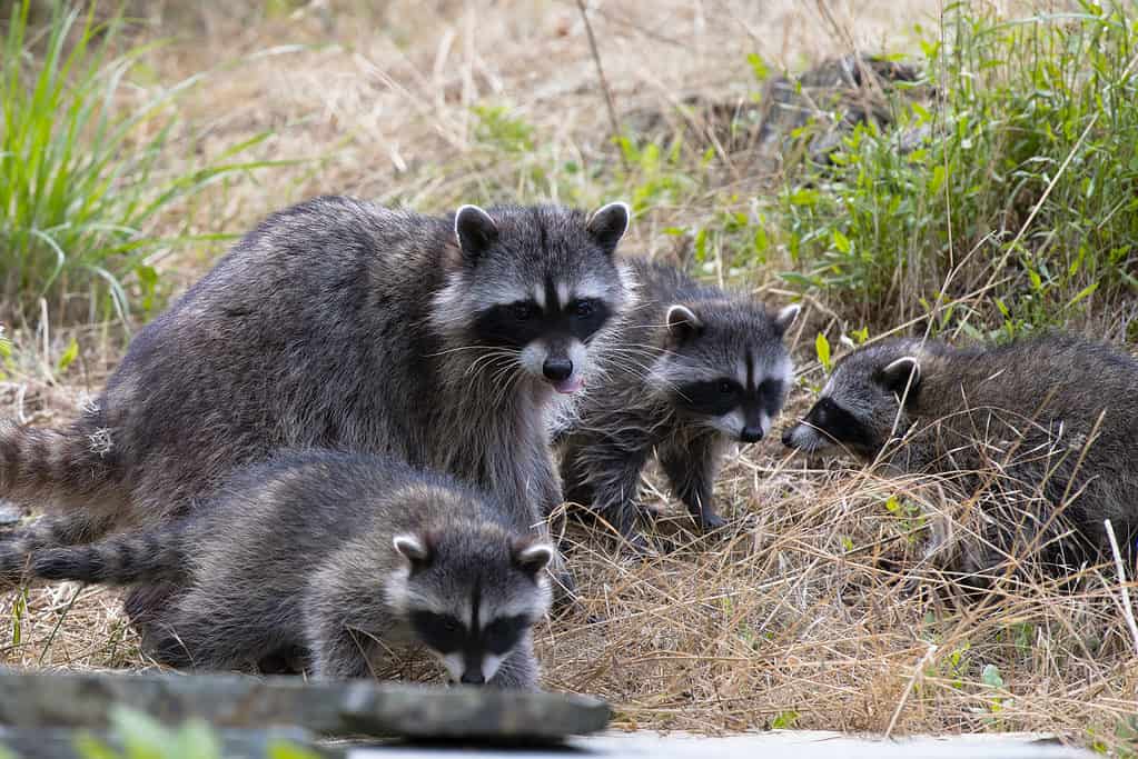 Raccoon mother with babies