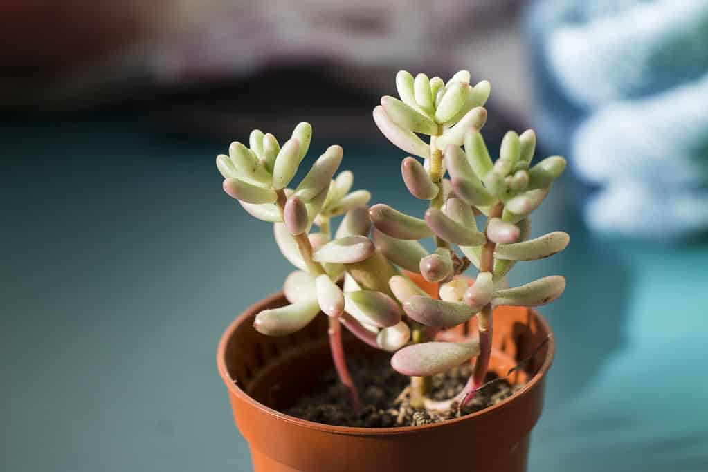 The jellybean plant is a sedum species with thick leaves.