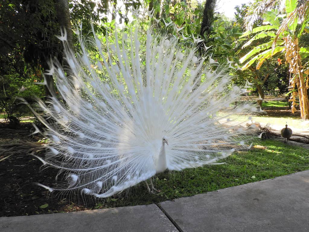A white peacock standing by a walk way with their feathers out