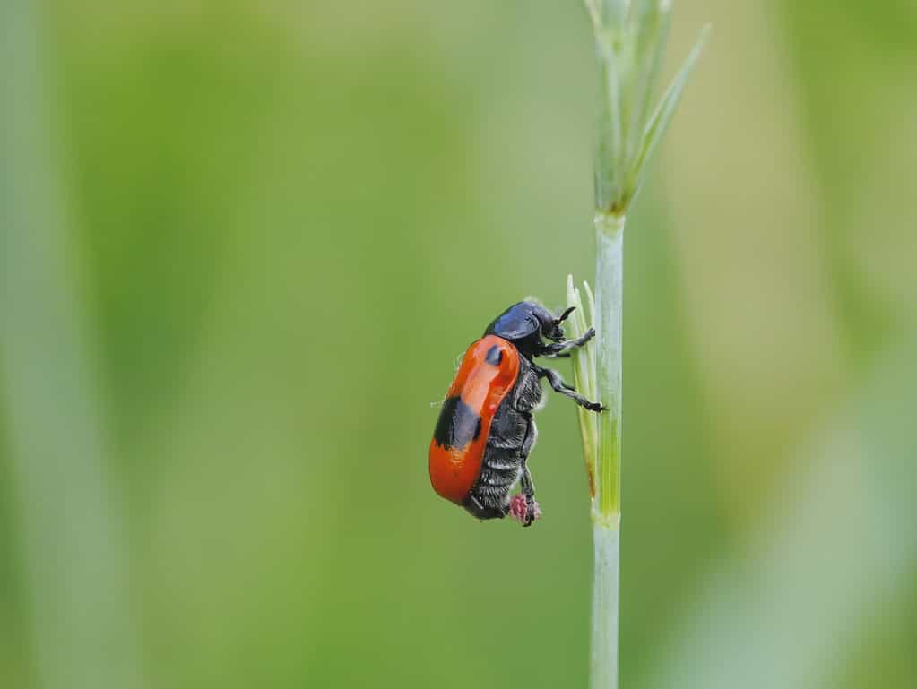 froghopper