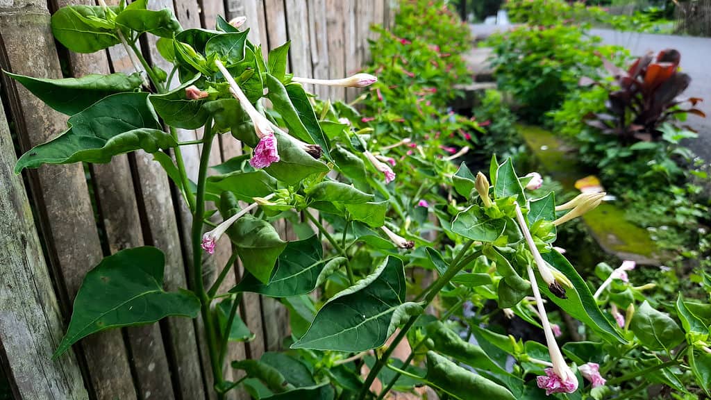 Datura metel can help get rid of khapra beetles