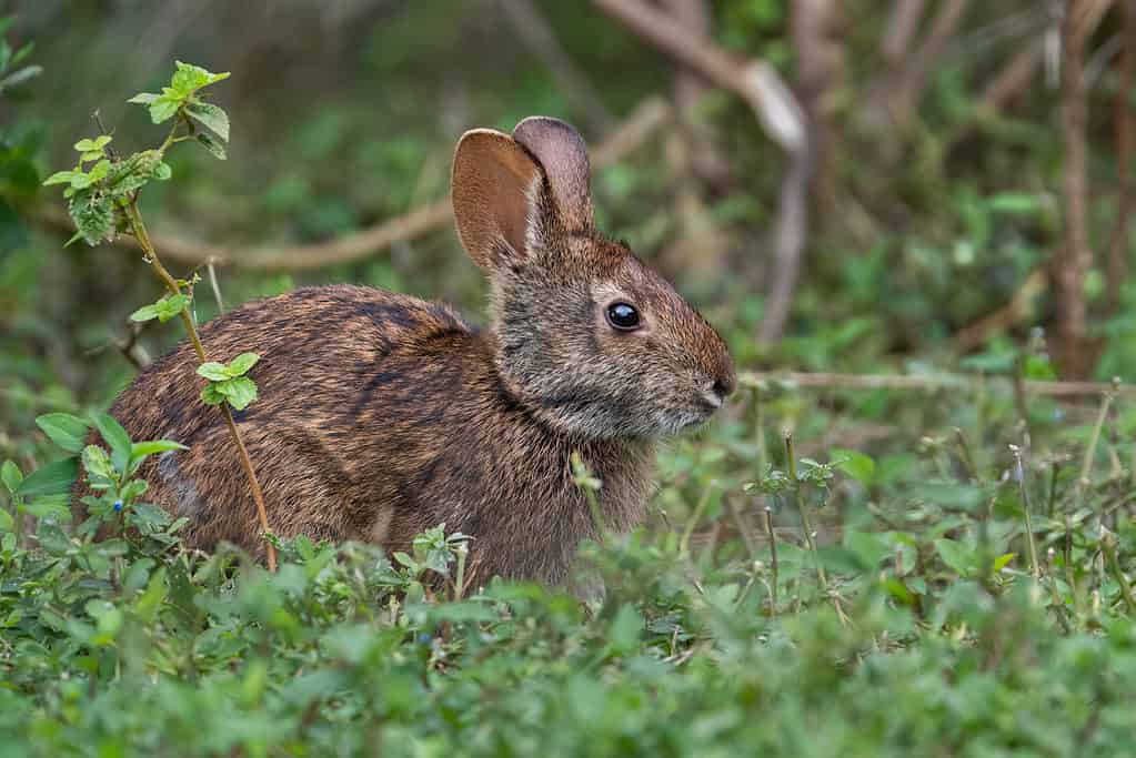 Marsh Rabbit