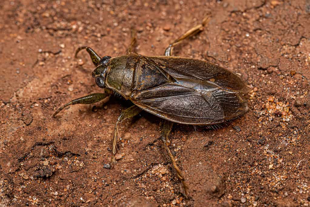 Adult Giant Water Bug