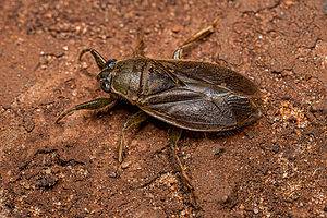 Discover the Water Bug That Looks Like a Cockroach (But Is Quite Different) Picture