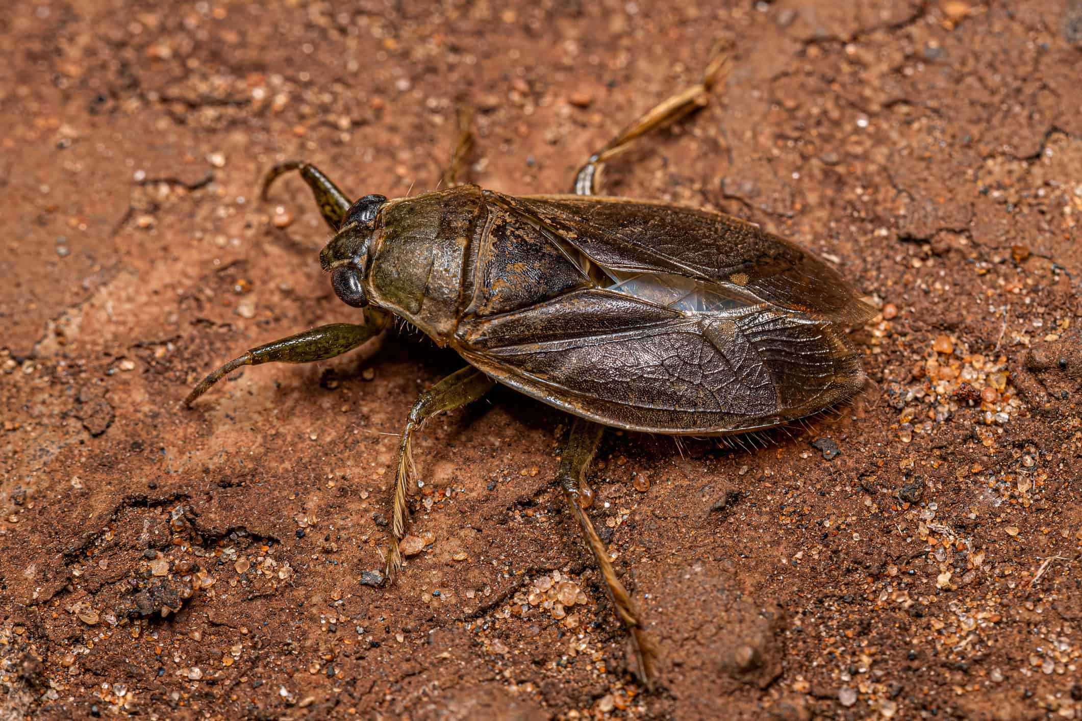 Discover The Water Bug That Looks Like A Cockroach But Is Quite 