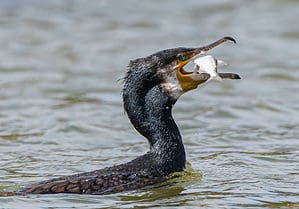 Witness a Bird Manage to Gulp Down a Huge Fish Bigger Than Its Whole Head Picture