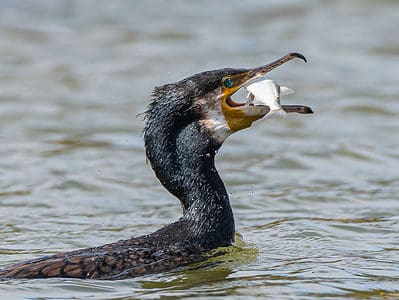 Cormorant Picture