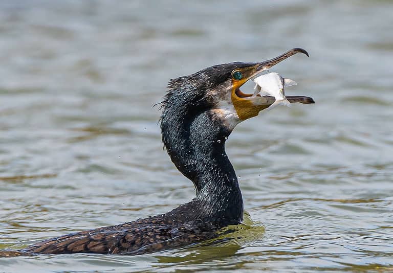 Cormorant with a fish in its beak