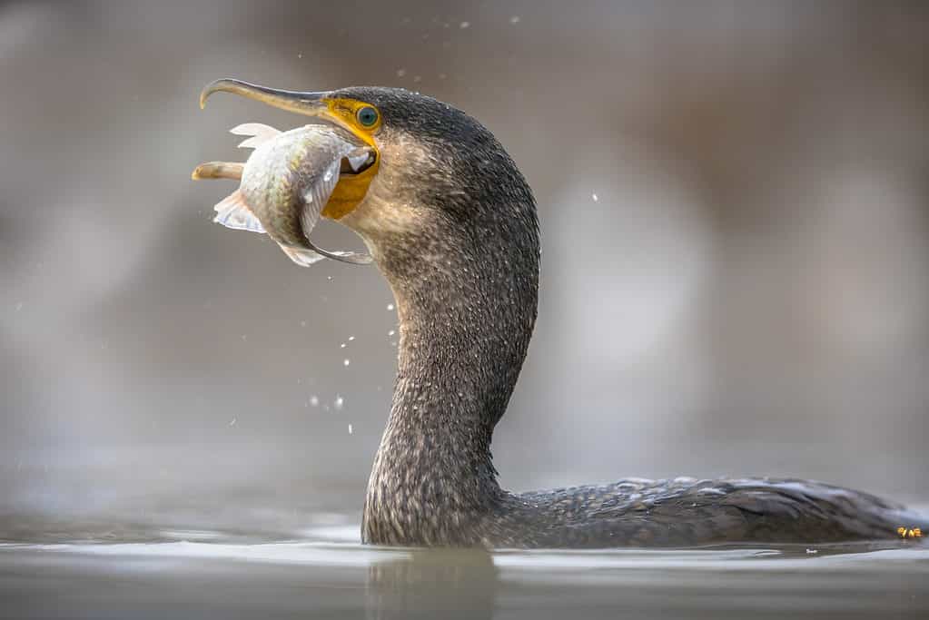 Great cormorant (Phalacrocorax carbo) eating carp fish