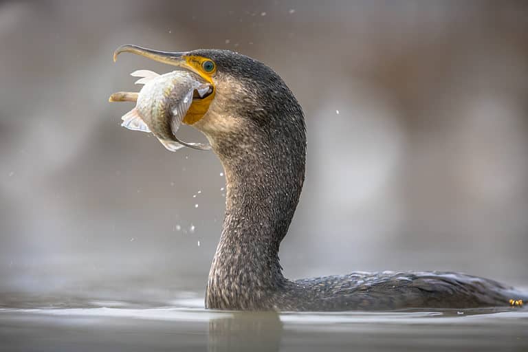 Great cormorant (Phalacrocorax carbo) eating carp fish