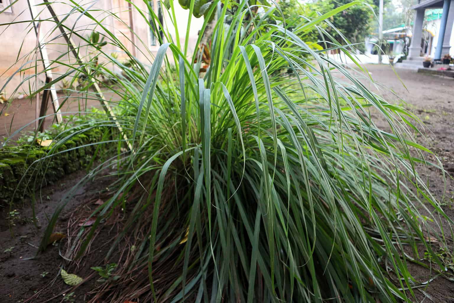 Citronella Plant vs. Citronella Grass AZ Animals