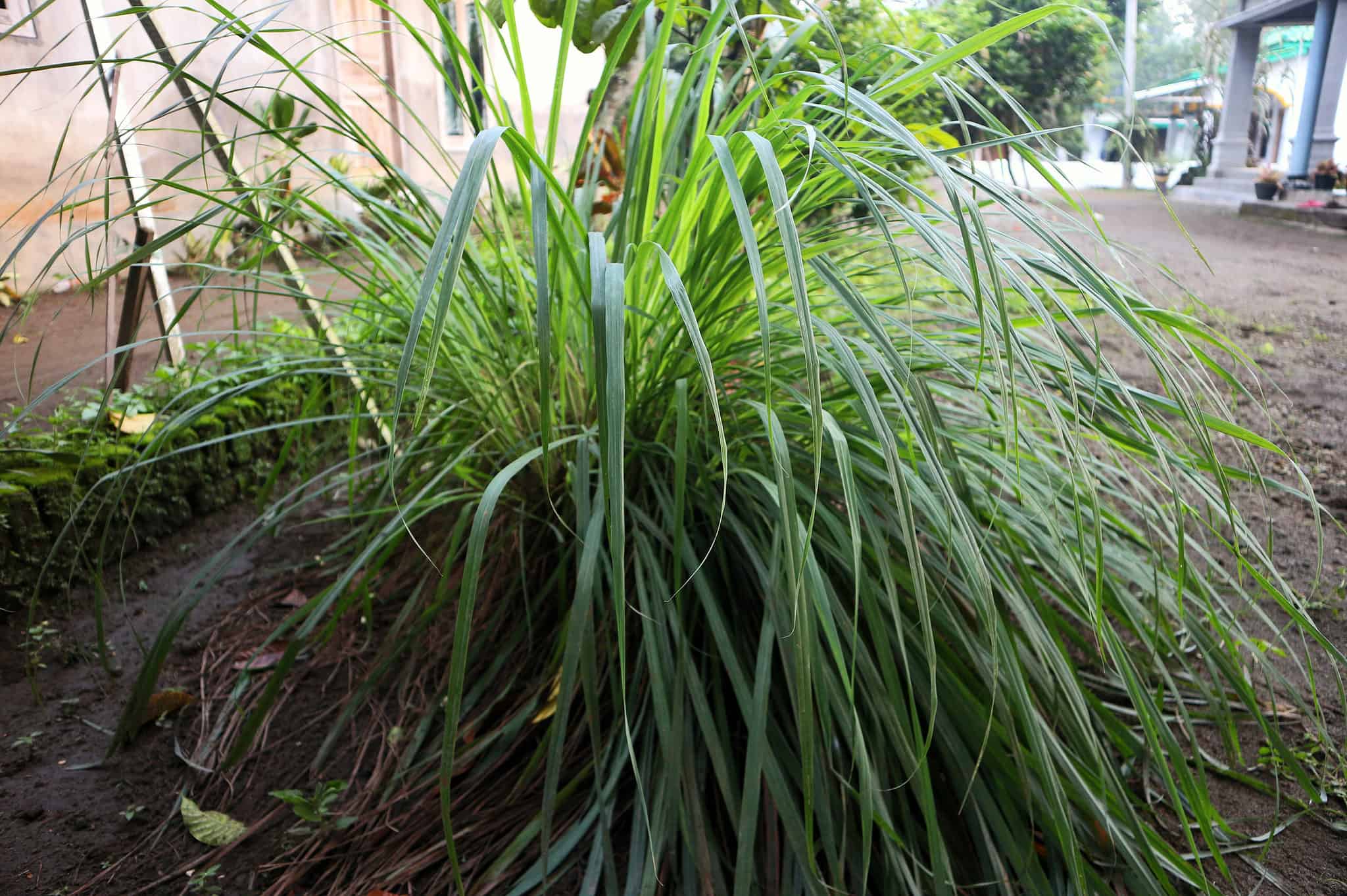 7 Plants That Repel and Keep Dogs Out of Your Yard AZ Animals