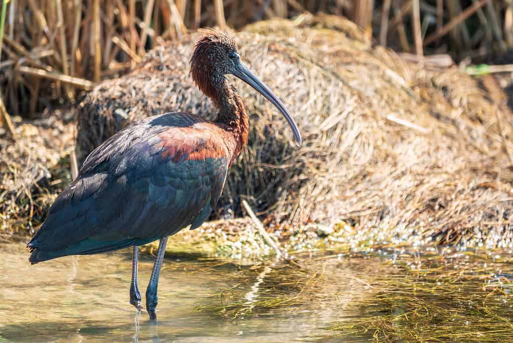 glossy ibis