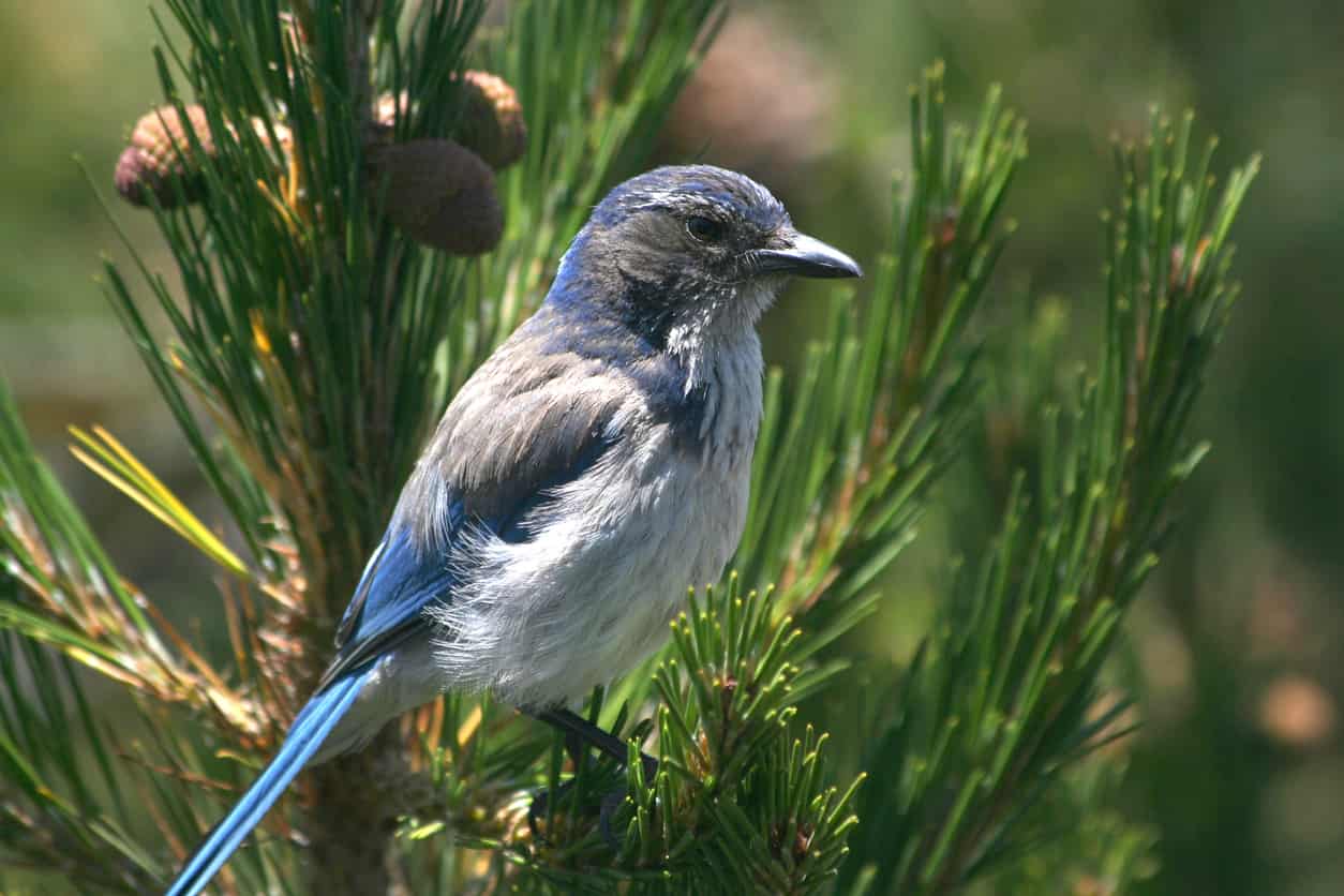 Discover 10 Blue Birds in California - A-Z Animals