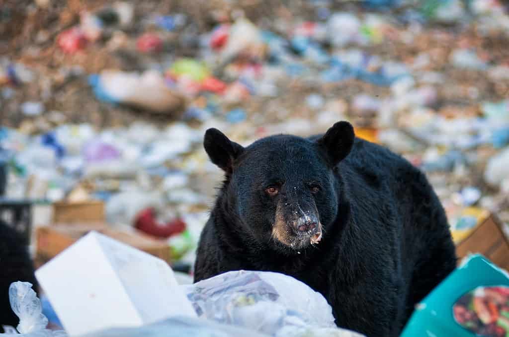 Black bears prefer human food