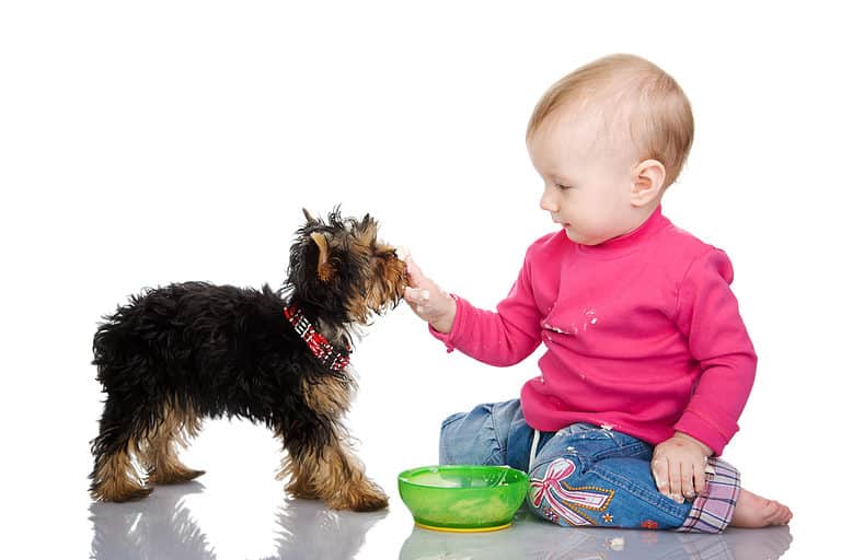 Can Dogs Eat Baby Food? Unianimal