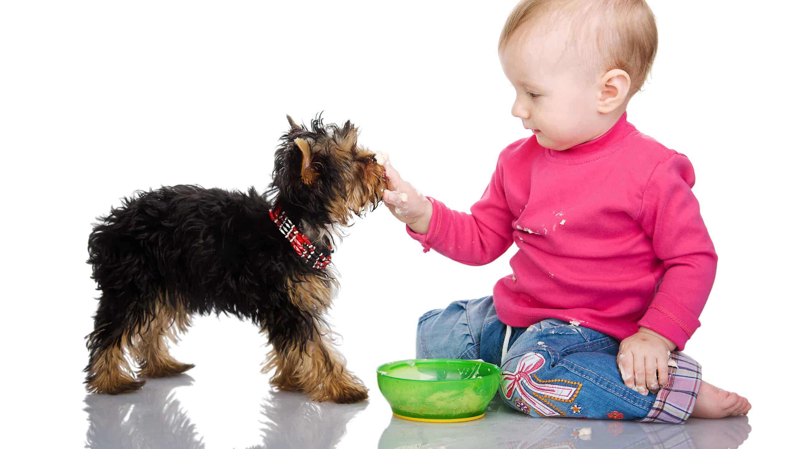 Dog being fed baby food