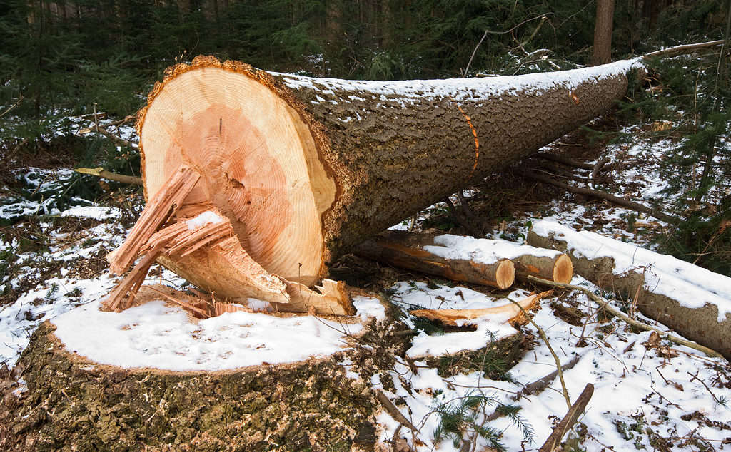 The Douglas fir is a popular timber wood tree