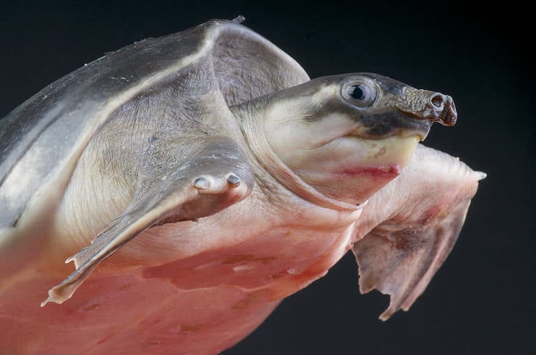pig-nosed turtle