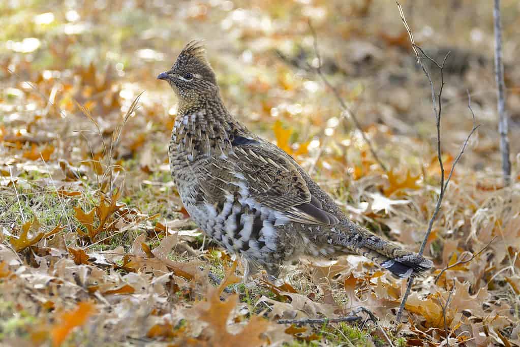 ruffed grouse