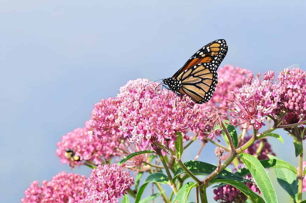 Monarch butterfly on a swamp milkweed wildflower