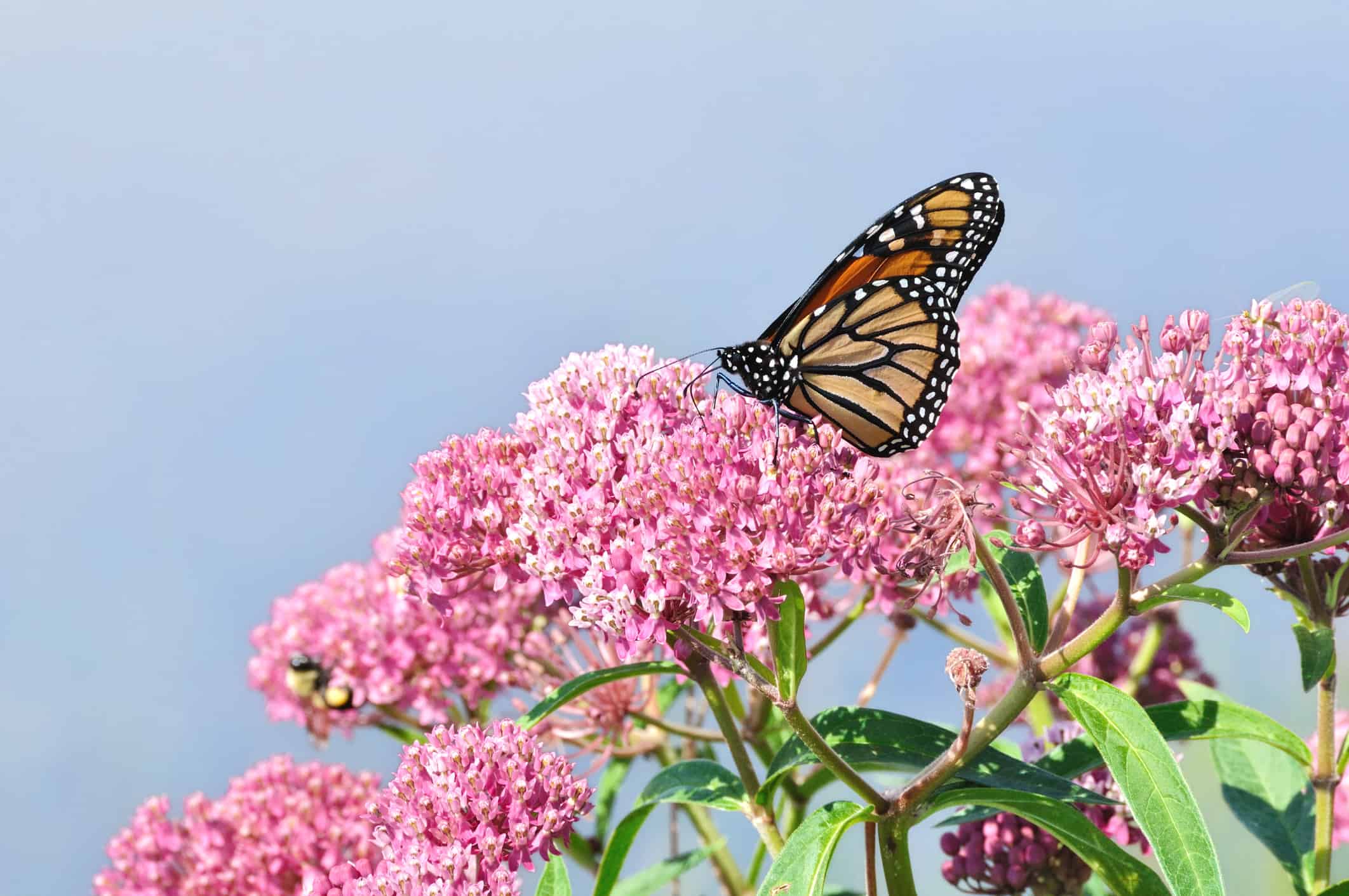Monarch butterfly on a swamp milkweed wildflower