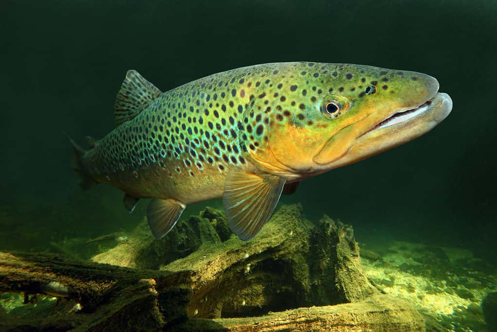 A brown trout peacefully swimming in a creek.