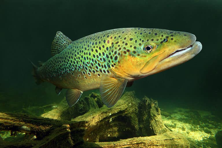 Brown trout