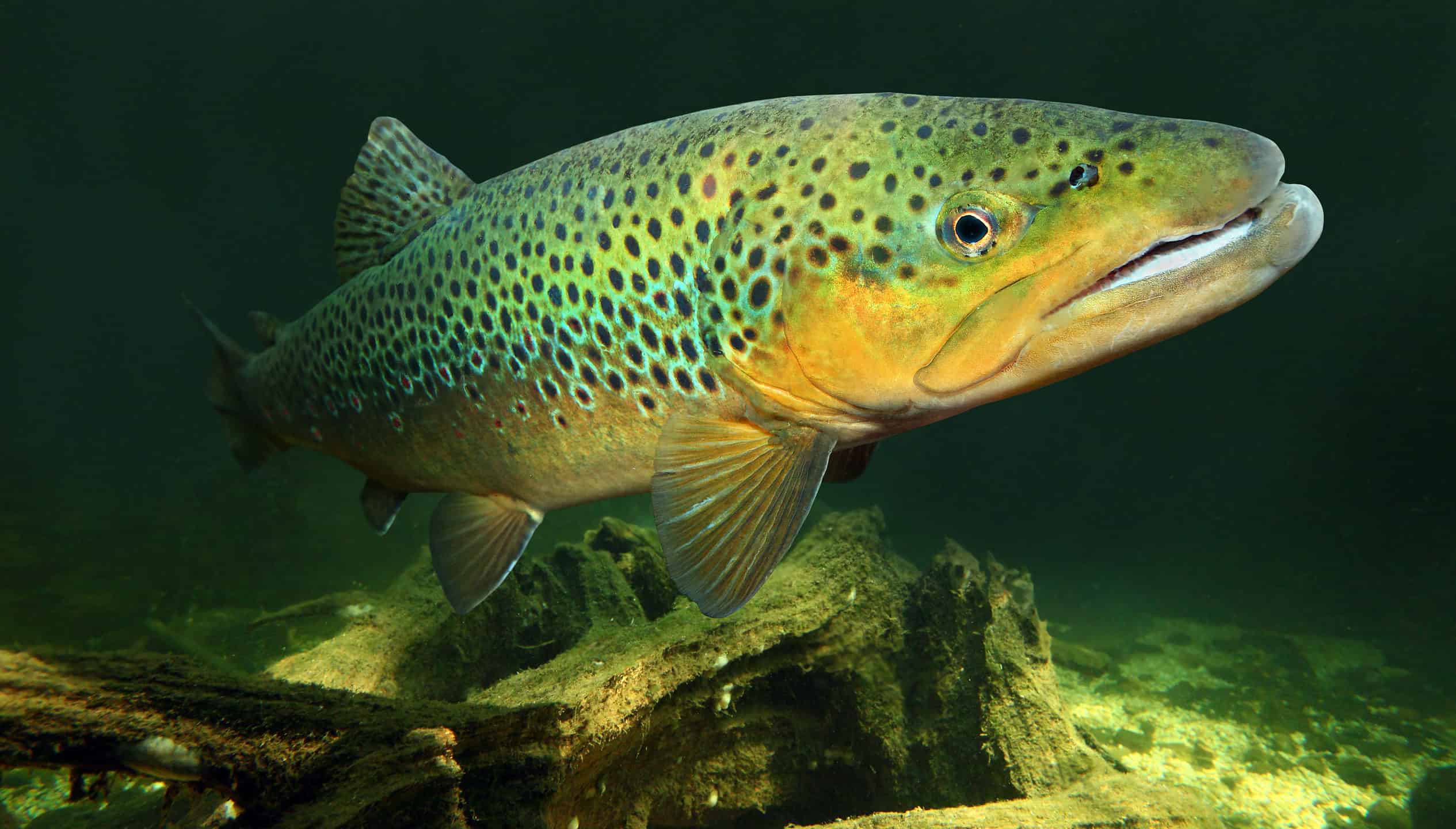 Brown trout