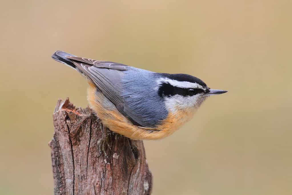 A Blue Bird with a Red or Orange Chest? - Avian Report