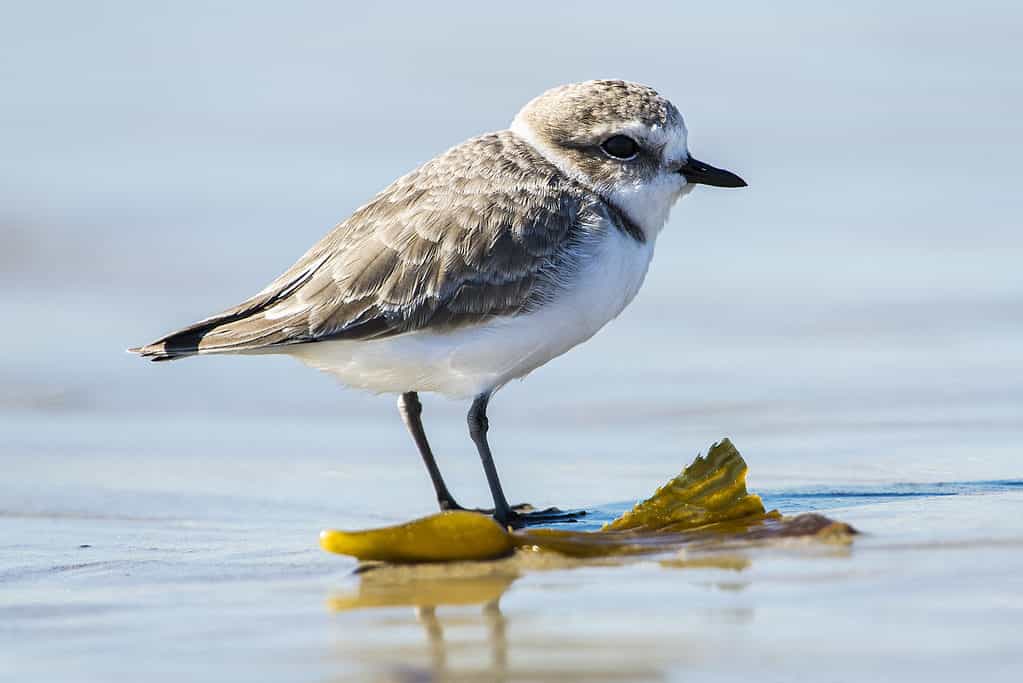 snowy plover